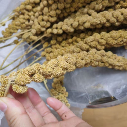Natural Millet Bird Feed Stalks