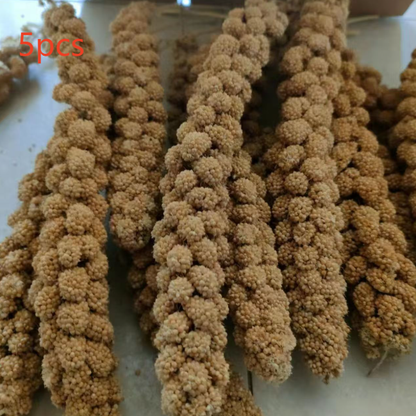 Natural Millet Bird Feed Stalks