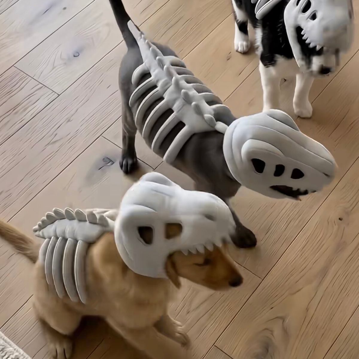 Dog Headgear Funny Decoration Dinosaur Skeleton Doll Hat Funny Skeleton Plush Toy Pet Headwear Accessories
